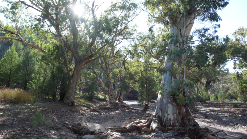 Illustration for article titled Akraroola, An Ancient Wilderness.